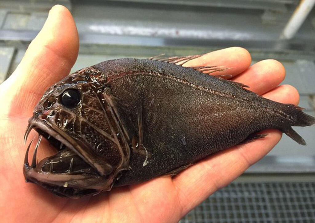 38 Bizarre Deep-Sea Creatures Scientists Discovered in the Last Decade
