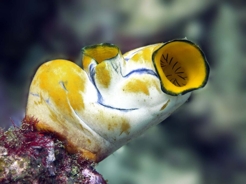 29 Animals That Can Regrow Lost Body Parts Throughout Their Lives