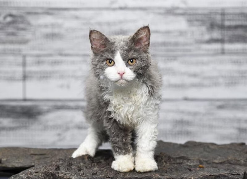 25 Compassionate Cat Breeds Known for Their Remarkable Emotional Intelligence