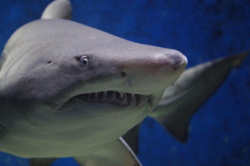 Do Sharks Make Sounds? 21 Mind-Blowing Facts About This Accidental Discovery