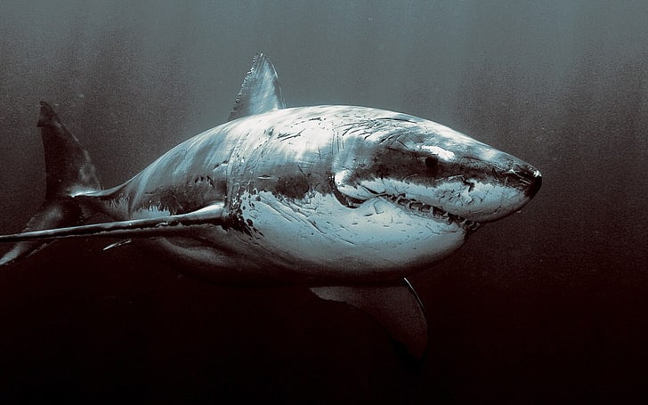 Do Sharks Make Sounds? 21 Mind-Blowing Facts About This Accidental Discovery