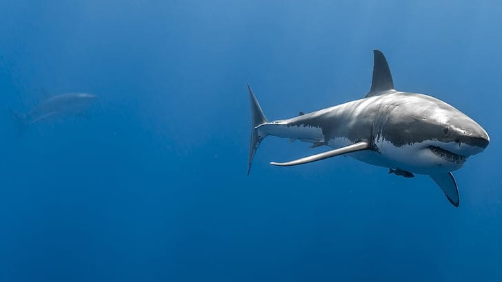 Do Sharks Make Sounds? 21 Mind-Blowing Facts About This Accidental Discovery