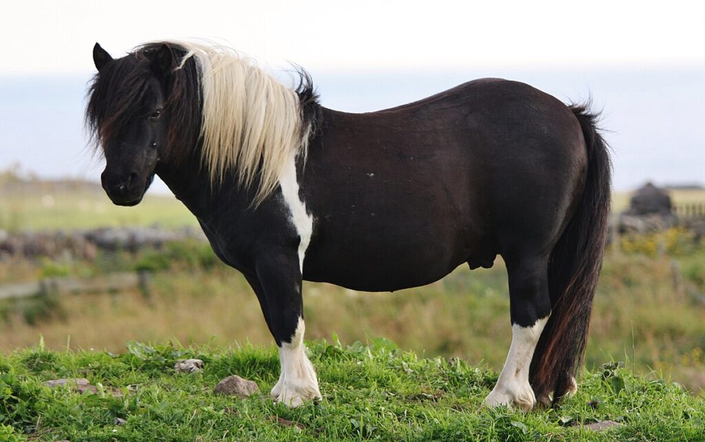23 Most Stunning Horse Breeds That Will Leave You Breathless — A Visual Journey Through Nature&#8217;s Finest Designs