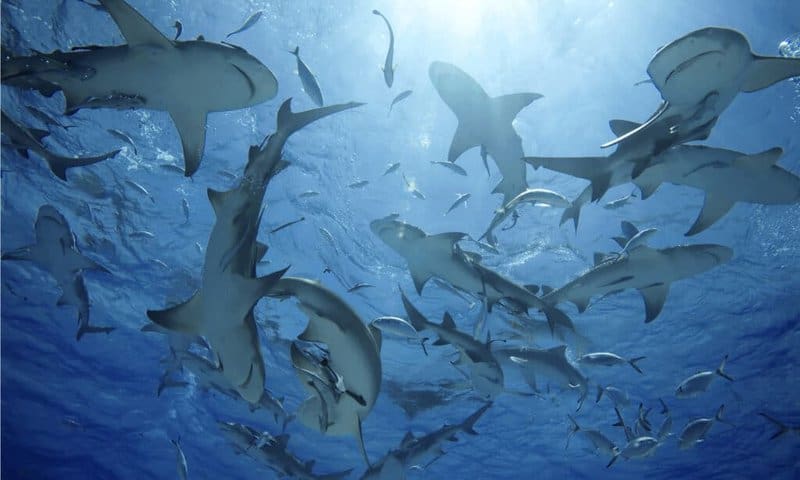 Do Sharks Make Sounds? 21 Mind-Blowing Facts About This Accidental Discovery