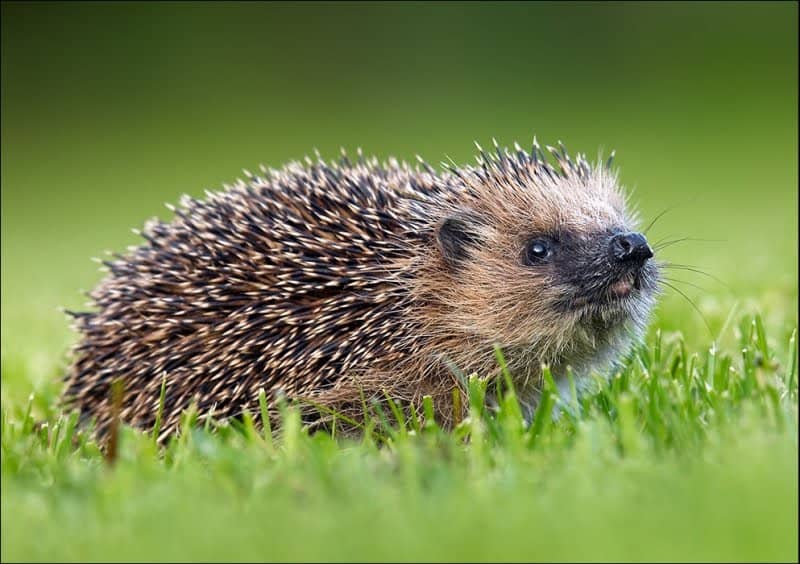 32 Animals That Have Completely Adapted to Climate Change (While Others Go Extinct)