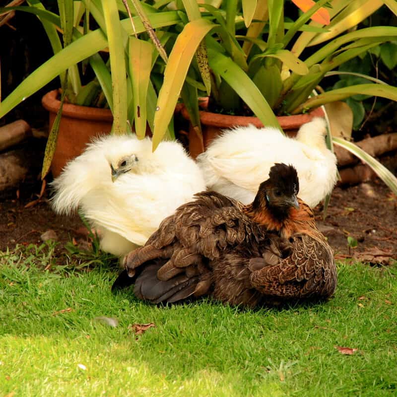 25 Exotic Pets So Weird, Your Dog Will Look Boring in Comparison