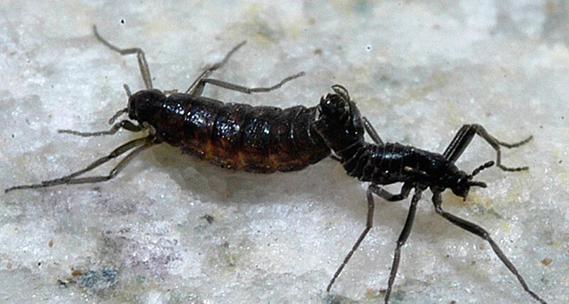 The Amazing World of Insects: 33 Shocking Truths About the World&#8217;s Most Abundant Animals