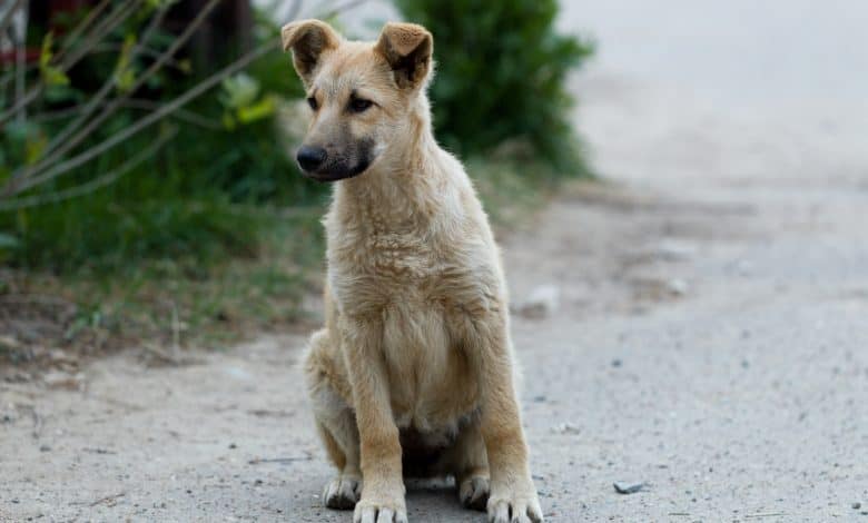 The Dogs of Chernobyl Are Experiencing Rapid Evolution, Study Suggests