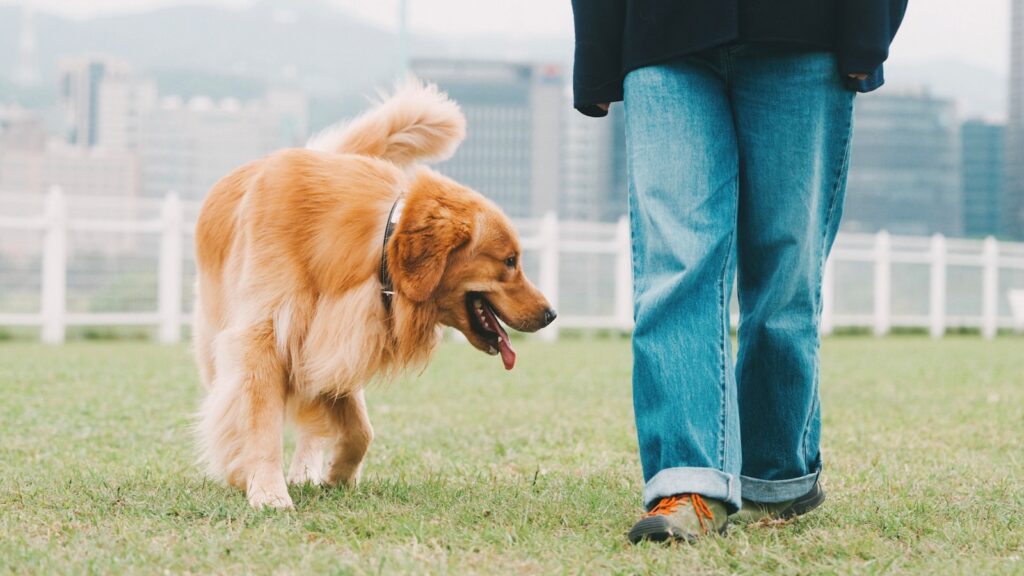 Is Your Dog Trying to Tell You Something? 32 Behaviors and What They Really Mean