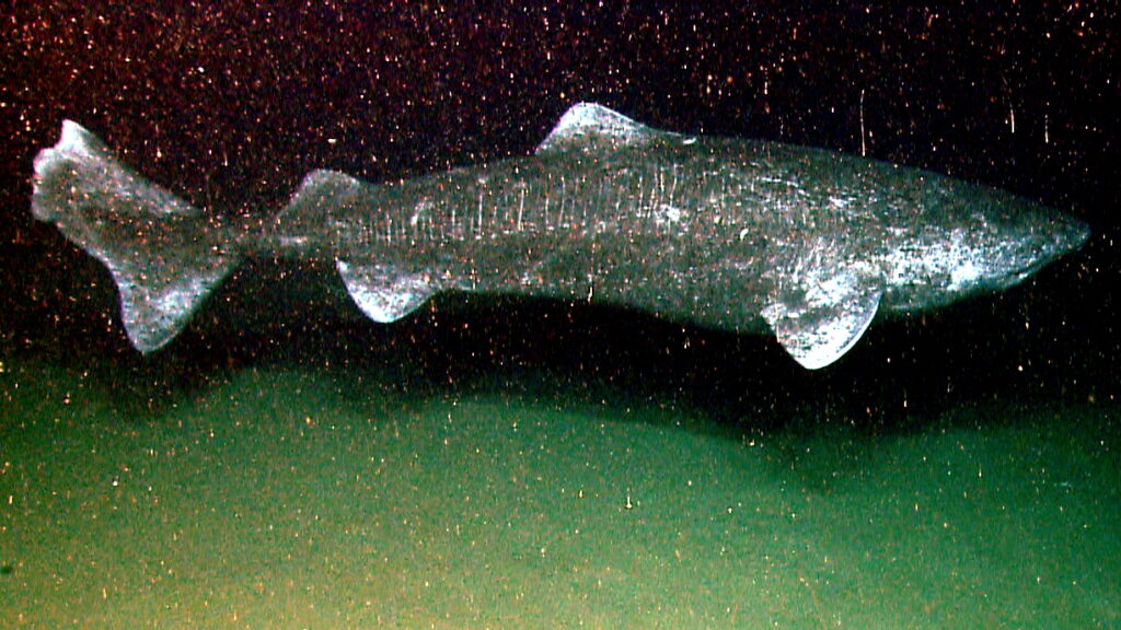Greenland Sharks Can Live for 400 Years. Scientists Are Using DNA to Unravel Their Longevity Secrets