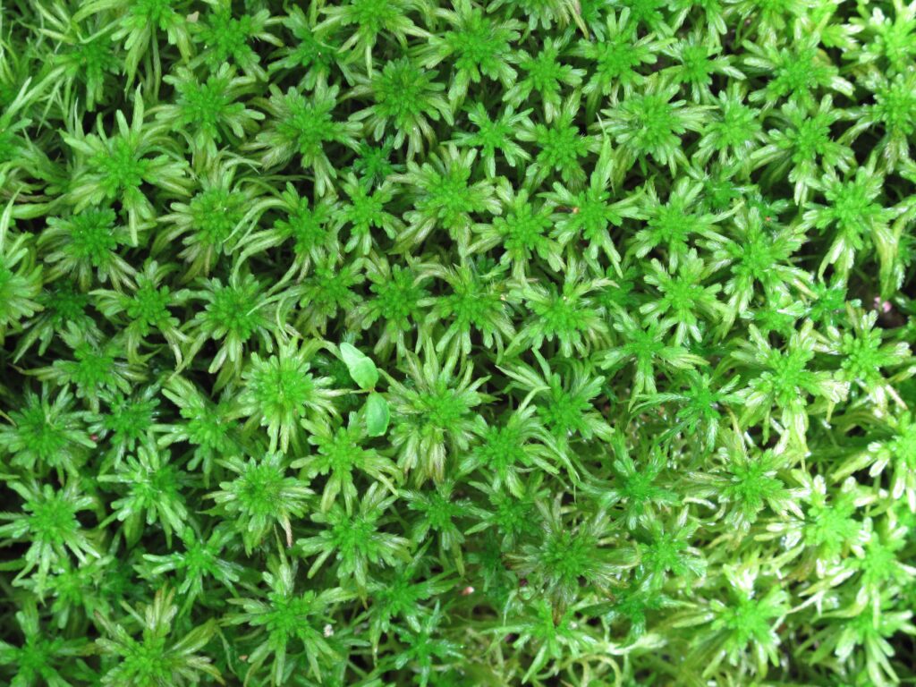 32 Animals That Control the Weather Like Tiny Gods