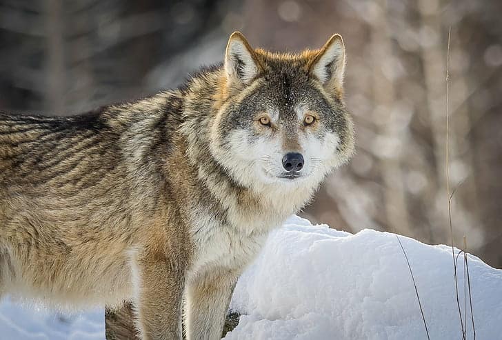 Scientists Furious: Company Claims It &#8216;De-Extincted&#8217; Dire Wolves But They&#8217;re Just Fake