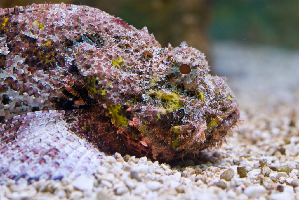 31 Animals That Are Masters of Deception and Lies