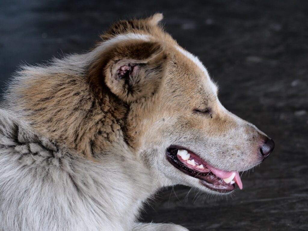 The Dogs of Chernobyl Are Experiencing Rapid Evolution, Study Suggests