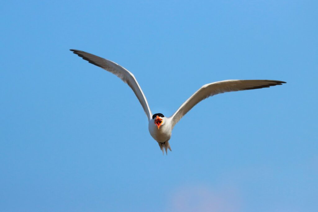 Wings of Wonder: Engineering Marvels in the Bird Kingdom