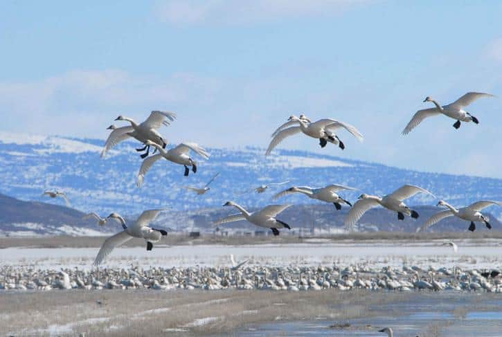 I Followed Migrating Birds for 3 Years: 24 Mind-Blowing Navigation Secrets They Use