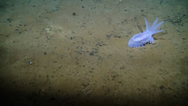 38 Bizarre Deep-Sea Creatures Scientists Discovered in the Last Decade
