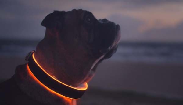 The Ultimate Guide to Pet Safety: Must-Have Gadgets for Modern Dog Owners