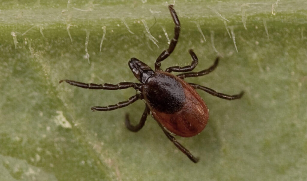 Shocking Discovery: Multiple Tick Species Can Trigger Deadly Red Meat Allergy — 25 Critical Facts That Could Save Your Life