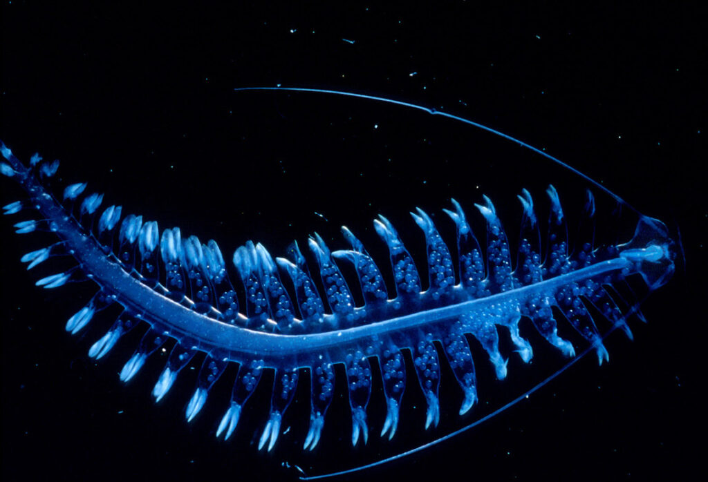 Breakthrough in Marine Biodiversity: Researchers Uncover New Species in Pacific Abyss