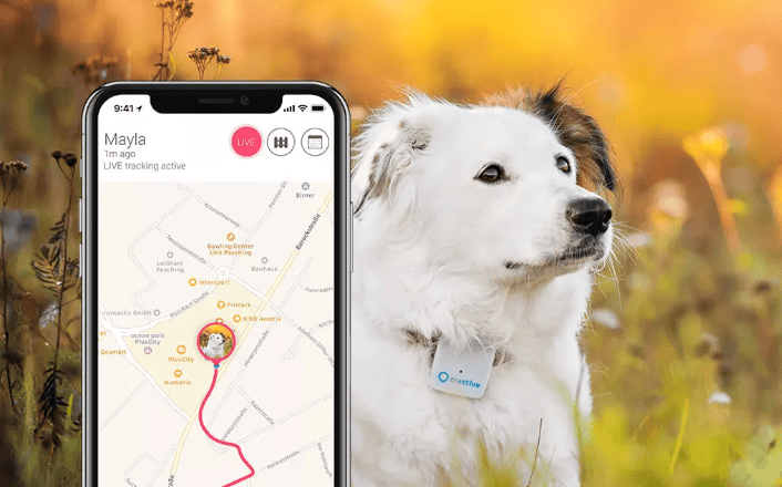 The Ultimate Guide to Pet Safety: Must-Have Gadgets for Modern Dog Owners