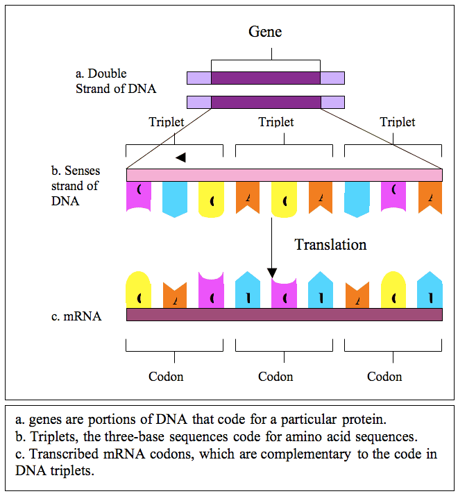 Engineering the Future: How Gene Editing is Shaping the Next Generation of Humanity