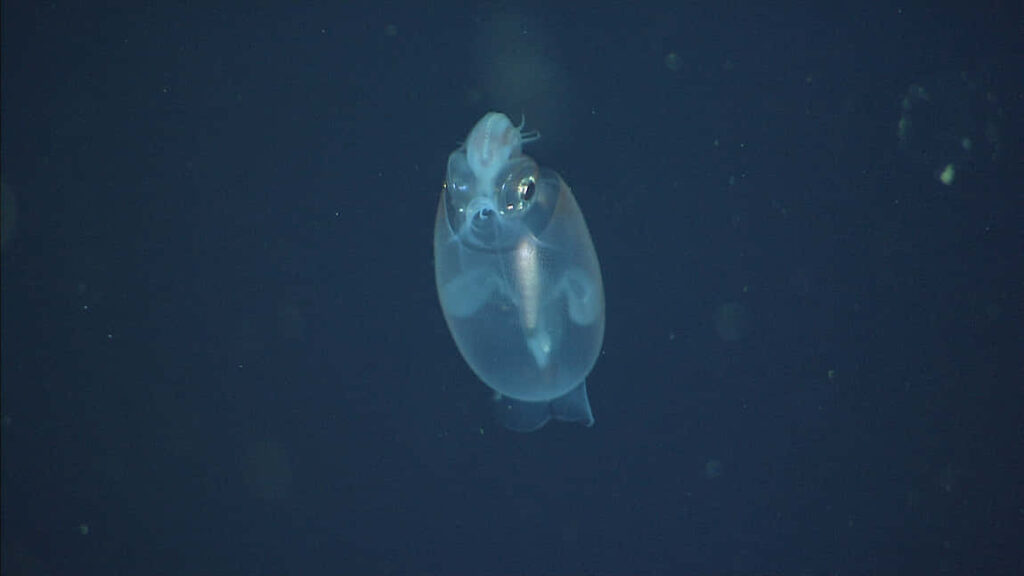 38 Bizarre Deep-Sea Creatures Scientists Discovered in the Last Decade