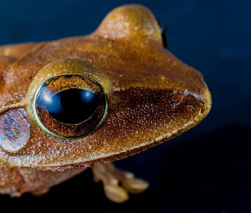The Science Behind Amphibians&#8217; Underwater Breathing: A Dive into Evolutionary Adaptations