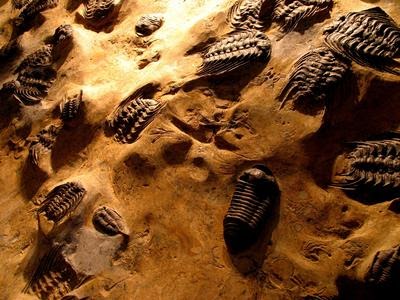 This 500-Million-Year-Old Sea Monster Was Discovered Perfectly Intact—And It&#8217;s Changing Everything We Know