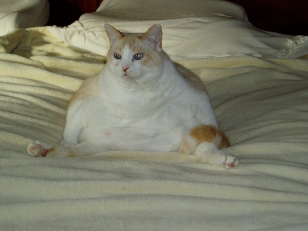 Dogs vs Cats: The Ultimate Battle Decided by 28 Scientific Studies