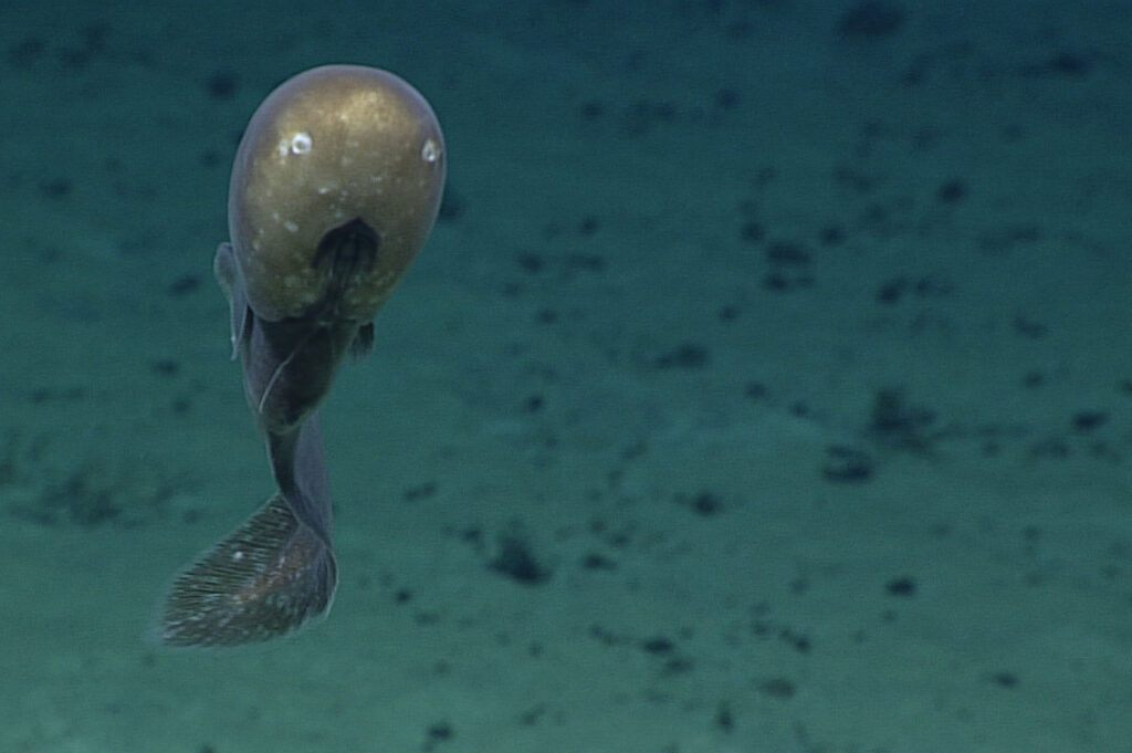 38 Bizarre Deep-Sea Creatures Scientists Discovered in the Last Decade