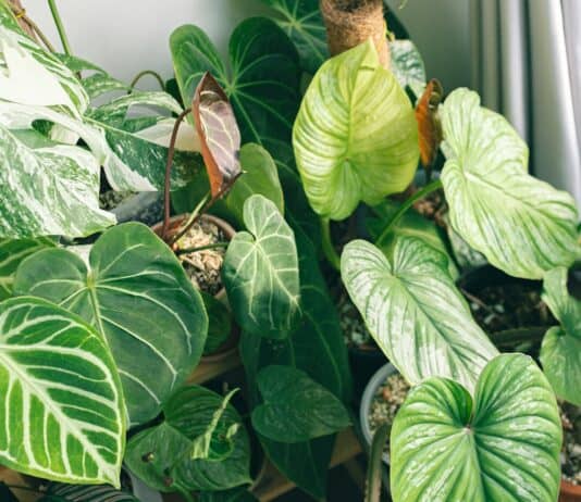 24 Houseplants That Actually Clean Your Air (Most Don’t Do Anything)