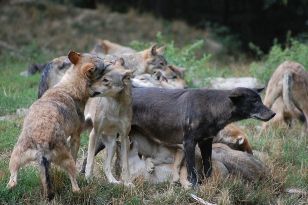 What Happens When You Remove the Alpha: 24 Shocking Pack Dynamics Scientists Discovered