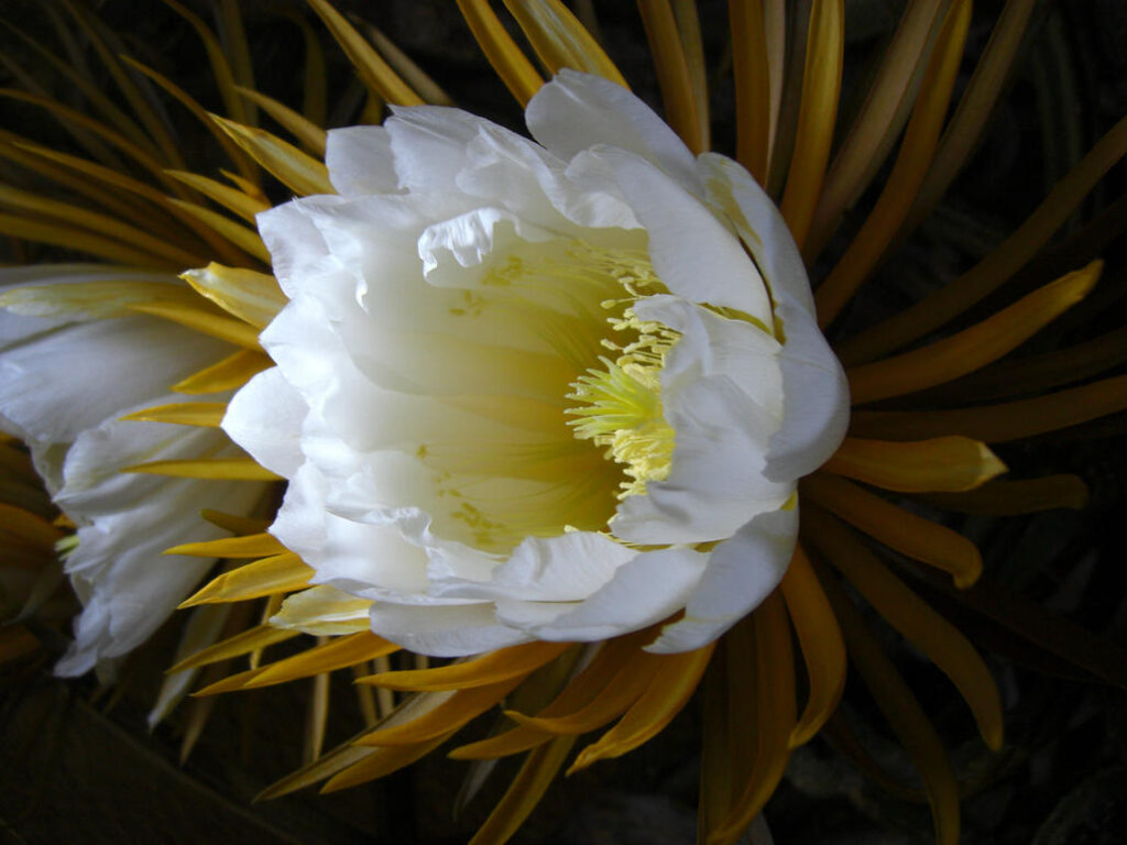 25 of The Rarest Flowers That Only Bloom Once Every Few Years