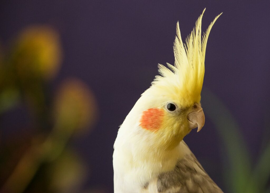 10 Types of Birds That Make Perfect Pets, and 15 You Should Leave in the Wild