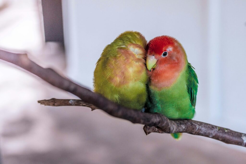 10 Types of Birds That Make Perfect Pets, and 15 You Should Leave in the Wild