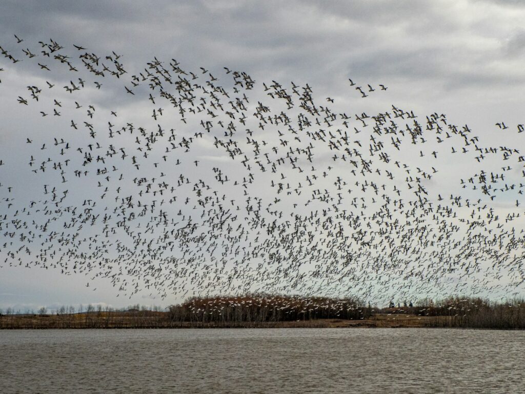 I Followed Migrating Birds for 3 Years: 24 Mind-Blowing Navigation Secrets They Use