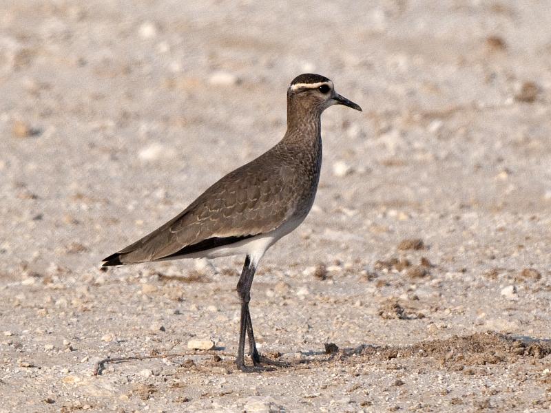 30 Animals That Create Art for Pure Aesthetic Pleasure