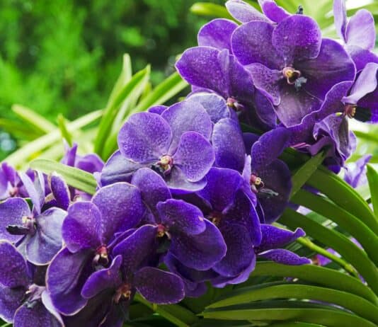 5 Surprising Ways Plants Taste Their World (Plus 22 Species That Do It Best)