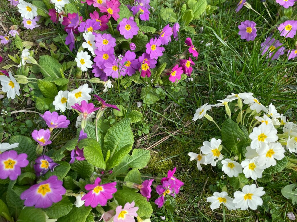 How Urban Gardening is Transforming Cityscapes: Top Tips for Small Spaces