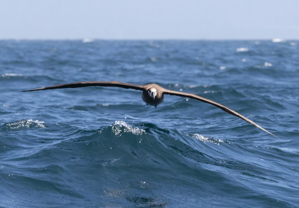 I Followed Migrating Birds for 3 Years: 24 Mind-Blowing Navigation Secrets They Use