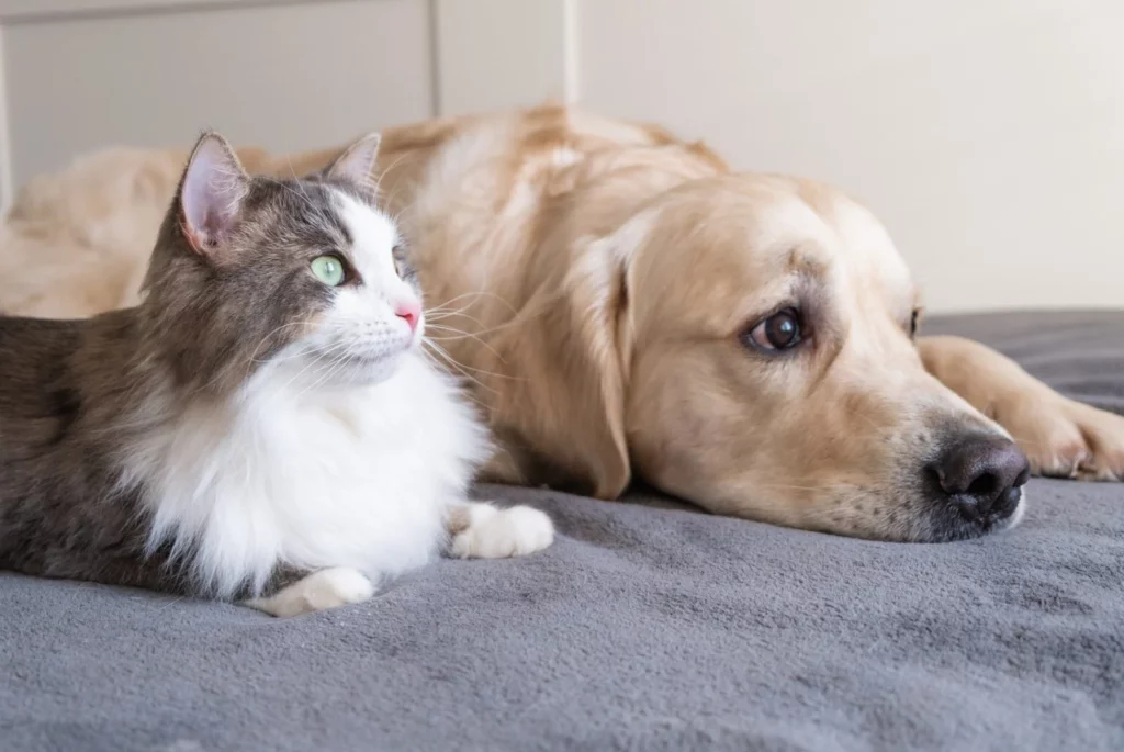 Dogs vs Cats: The Ultimate Battle Decided by 28 Scientific Studies