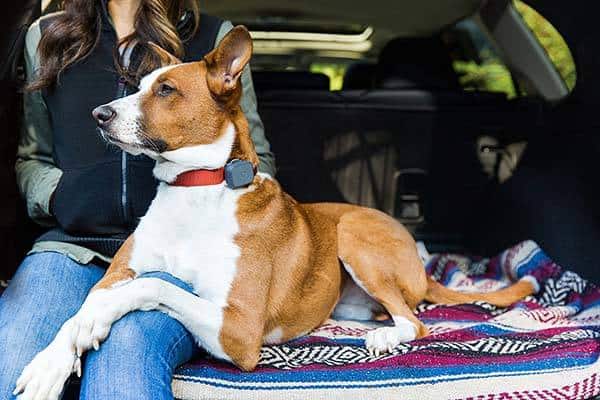 The Ultimate Guide to Pet Safety: Must-Have Gadgets for Modern Dog Owners