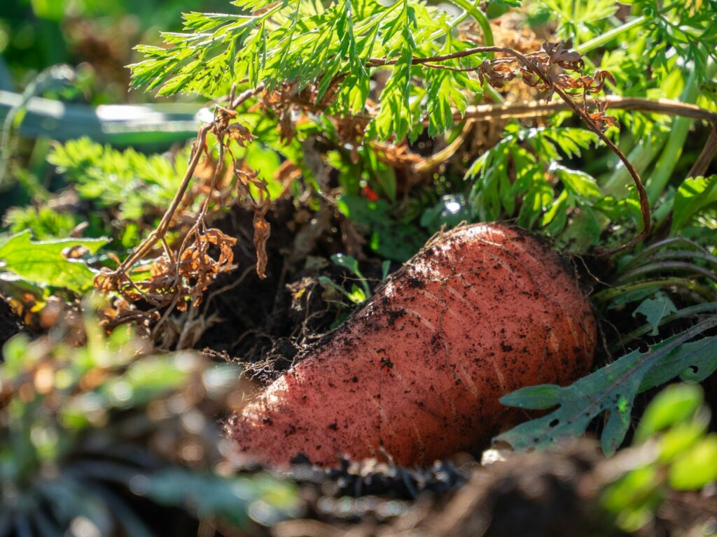 Microplastics in Soil: Unveiling the Hidden Threat to Plant Physiology and Crop Health