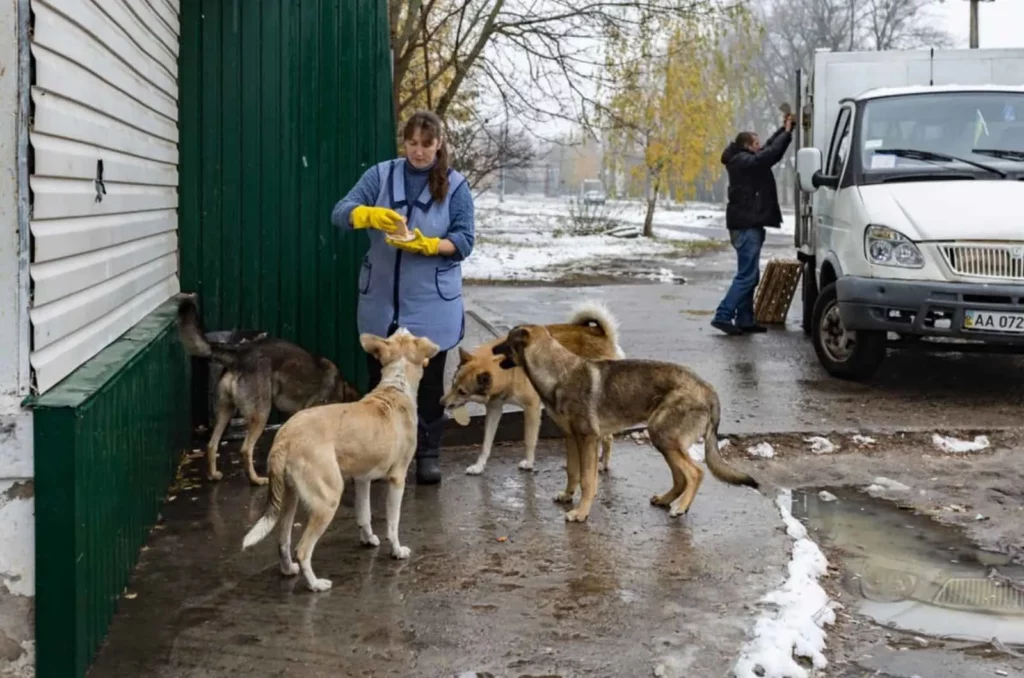 The Dogs of Chernobyl Are Experiencing Rapid Evolution, Study Suggests