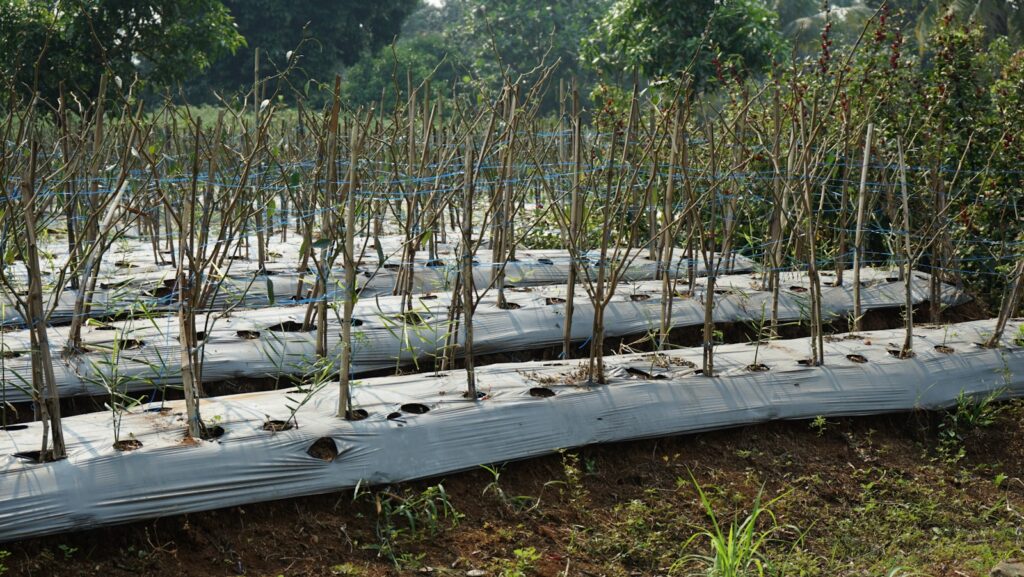 Microplastics in Soil: Unveiling the Hidden Threat to Plant Physiology and Crop Health