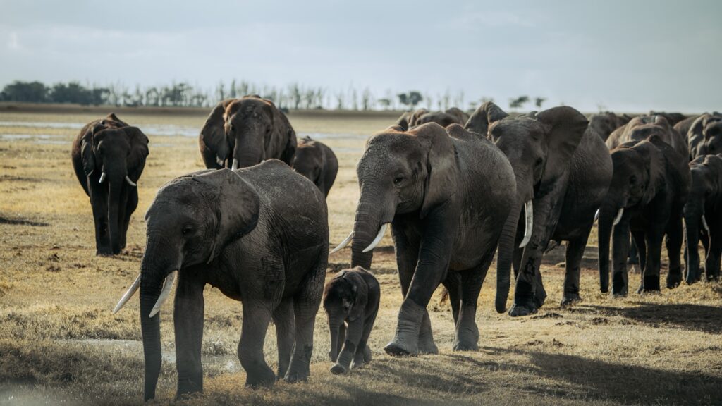 The Elephant Graveyards Are Real—And Scientists Finally Know Why They Exist