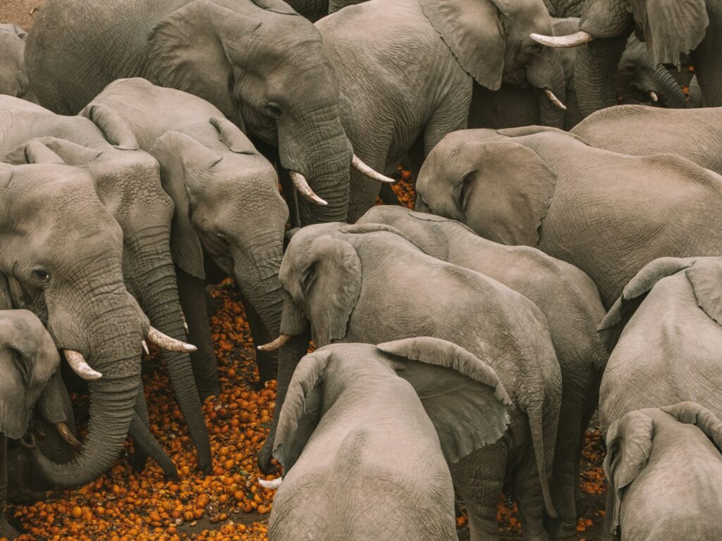 The Elephant Graveyards Are Real—And Scientists Finally Know Why They Exist