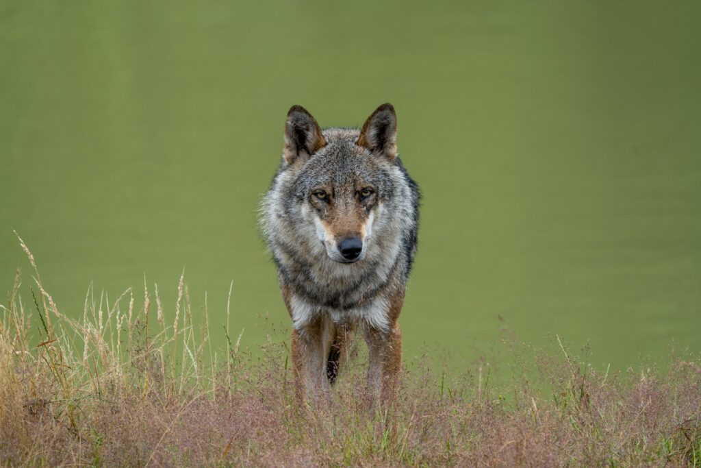 The Animal Mafia: 27 Species Running Criminal Empires Right Under Our Noses