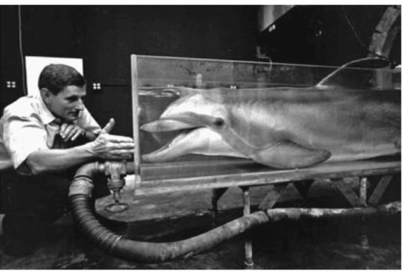 Scientists Who Taught Dolphins to Speak English (and It Got Really Weird)